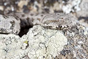 Michele Menegon: Cyclades Blunt-nosed Viper