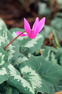 Purpurascens: Cyclamen