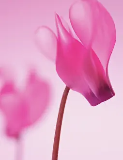 Cyclamen: Cyclamen