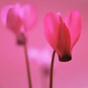 Cyclamen: Cyclamen
