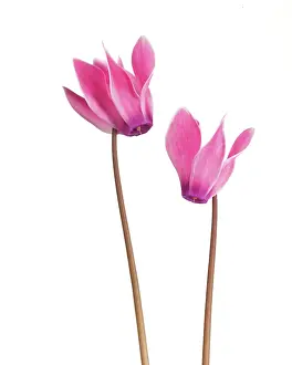 Persicum: Cyclamen