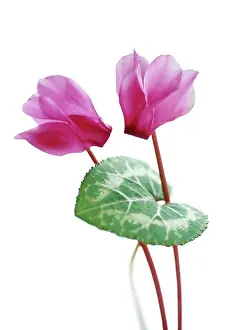 Comedy: Cyclamen