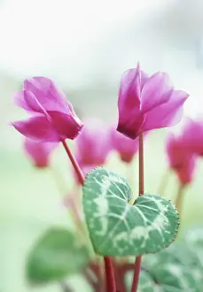 Cyclamen: Cyclamen