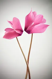 Comedy: Cyclamen