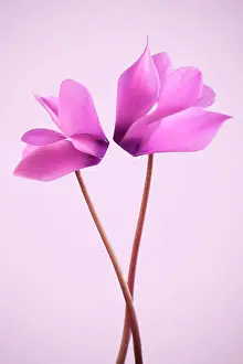 Cyclamen: Cyclamen