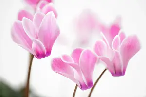 Cyclamen: Cyclamen
