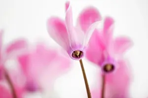 Cyclamen: Cyclamen