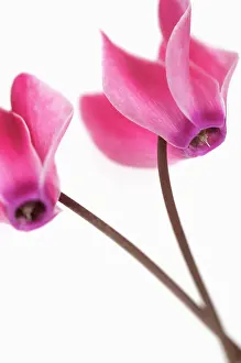 Cyclamen: Cyclamen