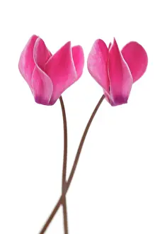 Cyclamen: Cyclamen