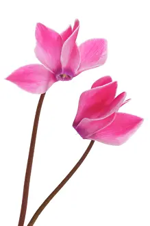 Cyclamen: Cyclamen
