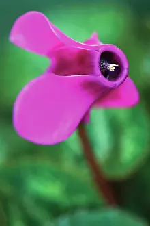Cyclamen: Cyclamen