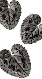 Cyclamen: Cyclamen