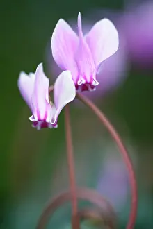 Homeopathic: Cyclamen