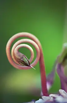 Coil: Cyclamen