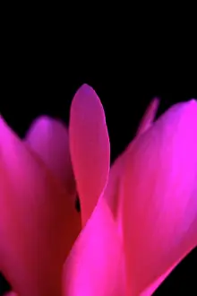 Cyclamen: Cyclamen