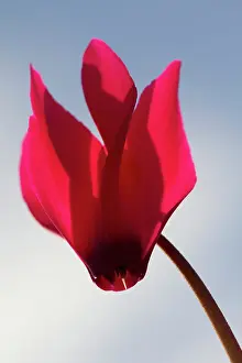 Cyclamen: Cyclamen