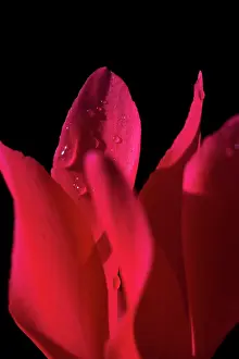 Cyclamen: Cyclamen