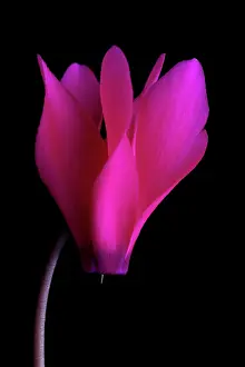 Cyclamen: Cyclamen
