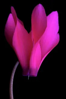 Cyclamen: Cyclamen