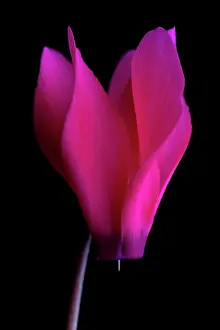 Cyclamen: Cyclamen