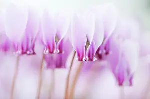 Homeopathic: Cyclamen