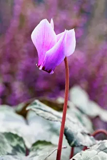 Homeopathic: Cyclamen