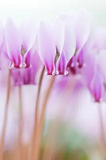 Homeopathic: Cyclamen