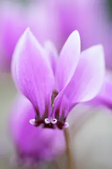 Bashful: Cyclamen