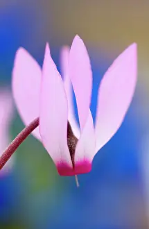 Repandum: Cyclamen