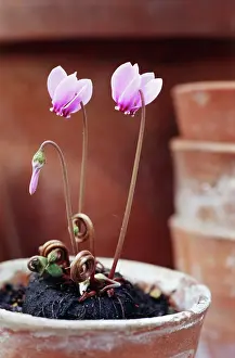 Cyclamen: Cyclamen