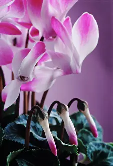 Persicum: Cyclamen