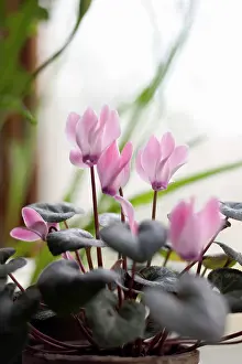 Cyclamen: Cyclamen