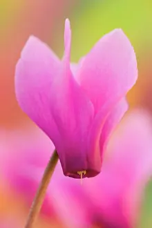 Purpurascens: Cyclamen