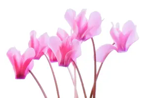 Bashful: Cyclamen