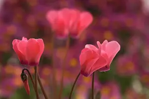 Bashful: Cyclamen