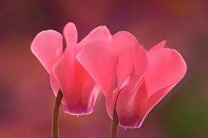 Bashful: Cyclamen