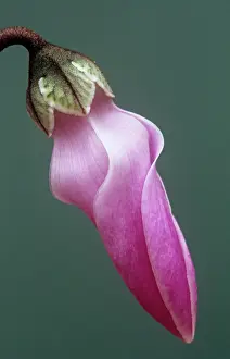 Exquisite: Cyclamen