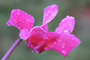 Unhappy: Cyclamen