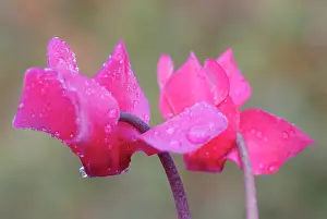 Combined: Cyclamen