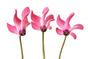 Geometrical: Cyclamen
