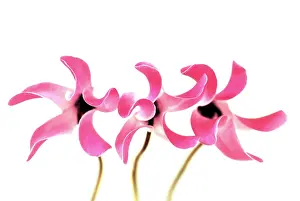 Geometrical: Cyclamen
