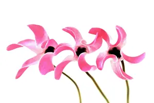 Geometrical: Cyclamen