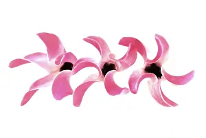 Geometrical: Cyclamen