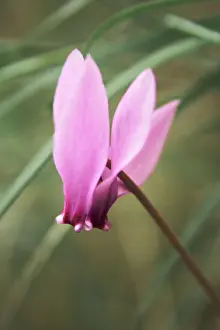 Aloof: Cyclamen