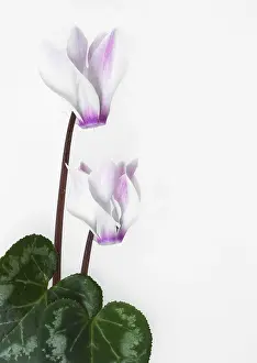 Nurturing: Cyclamen
