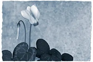 Aloof: Cyclamen