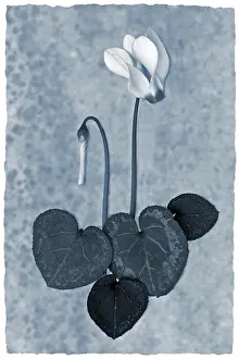 Aloof: Cyclamen