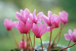 Cyclamen: Cyclamen