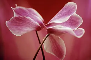Combined: Cyclamen