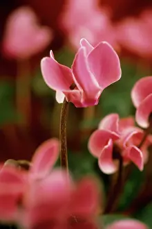 Bashful: Cyclamen